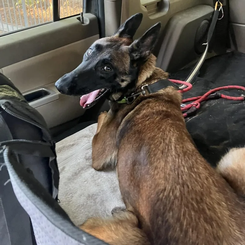 An adult medium-sized female Brown / Chocolate Belgian Shepherd / Malinois dog named Bayley for adoption in Murrieta, CA