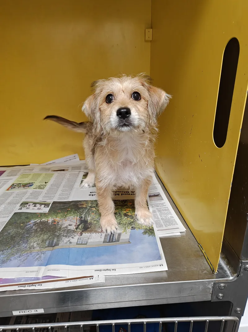 A baby small-sized male Mixed Breed dog named Gordito for adoption in Los Angeles, CA