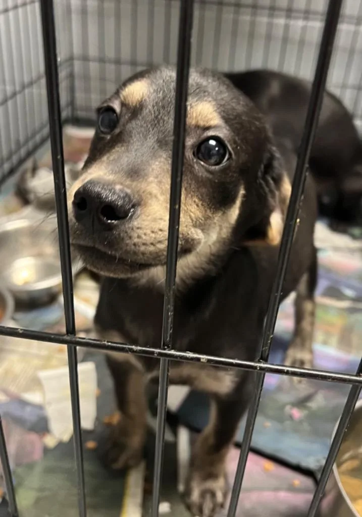 A young small-sized male Labrador Retriever dog named Elvis for adoption in Greenwood, MS