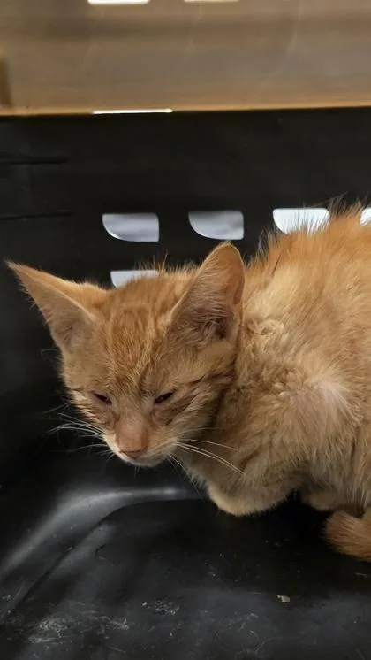 A baby small-sized male Domestic Medium Hair cat named Charlie for adoption in Gastonia, NC
