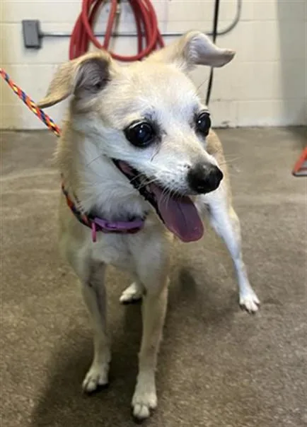 A senior small-sized female Terrier dog named China for adoption in Sacramento, CA