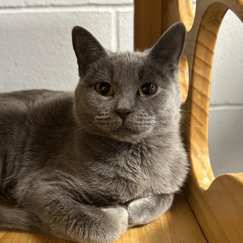 Mayflower thumbnail 2