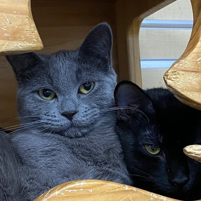 Mayflower thumbnail 3