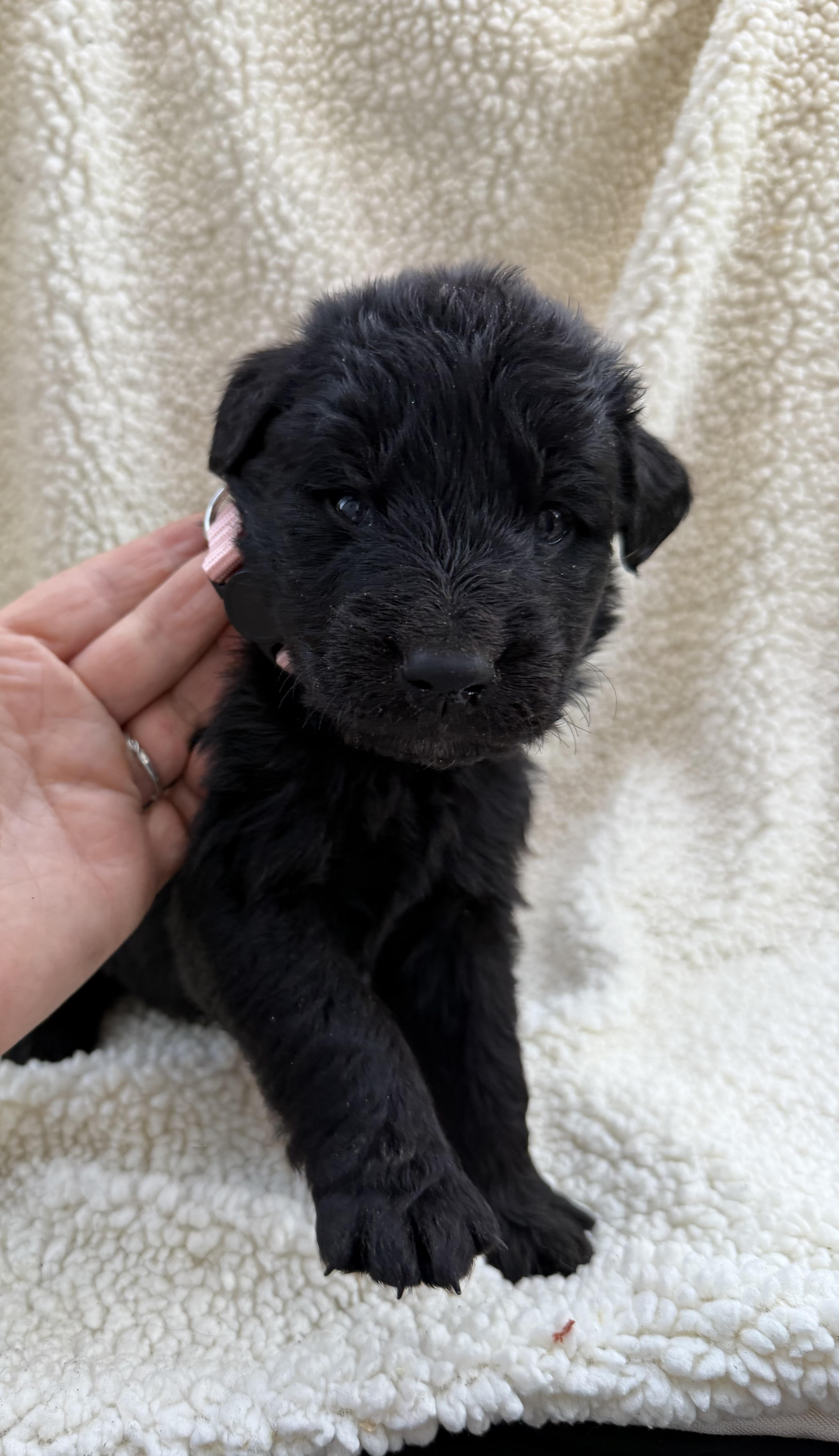 A baby small-sized male Labrador Retriever dog named Brookie for adoption in Discovery Bay, CA