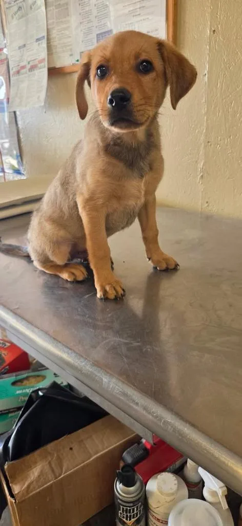 A baby small-sized male Labrador Retriever dog named Rookie for adoption in Shelbyville, TN