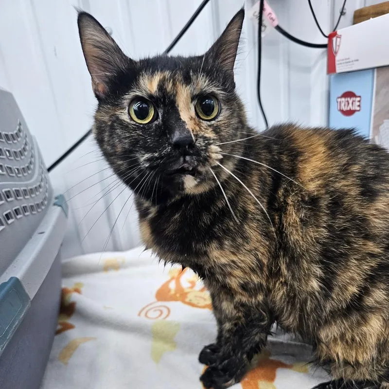 A senior medium-sized female Domestic Short Hair cat named Puma for adoption in Corydon, IN