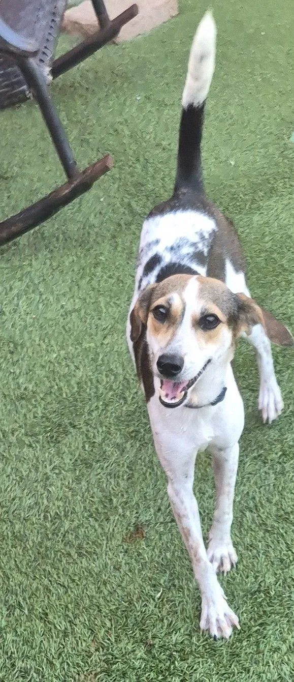 An adult small-sized female Tricolor (Brown, Black, & White) Beagle dog named Manchitas for adoption in Carrollton, TX
