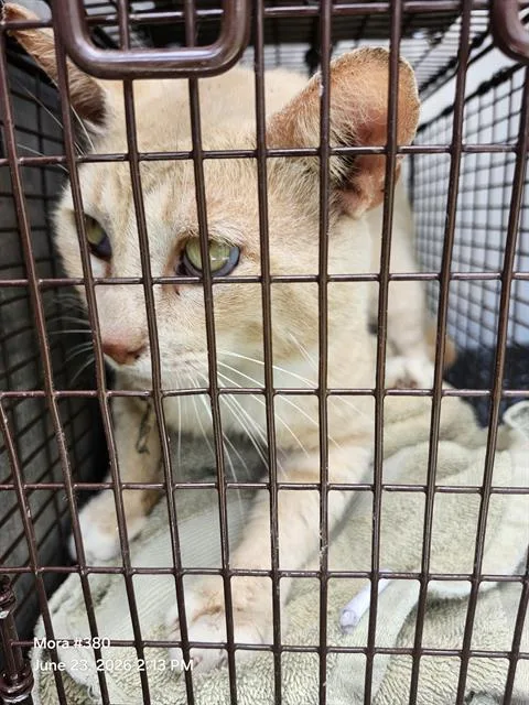 A young large-sized male Domestic Short Hair cat named Divo for adoption in San Antonio, TX