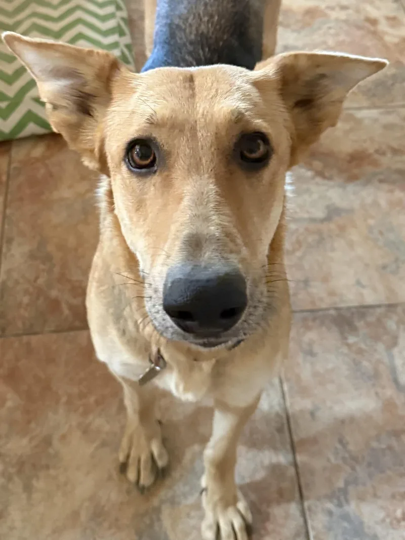 A young medium-sized female Sable German Shepherd Dog dog named Trudy for adoption in Acton, CA