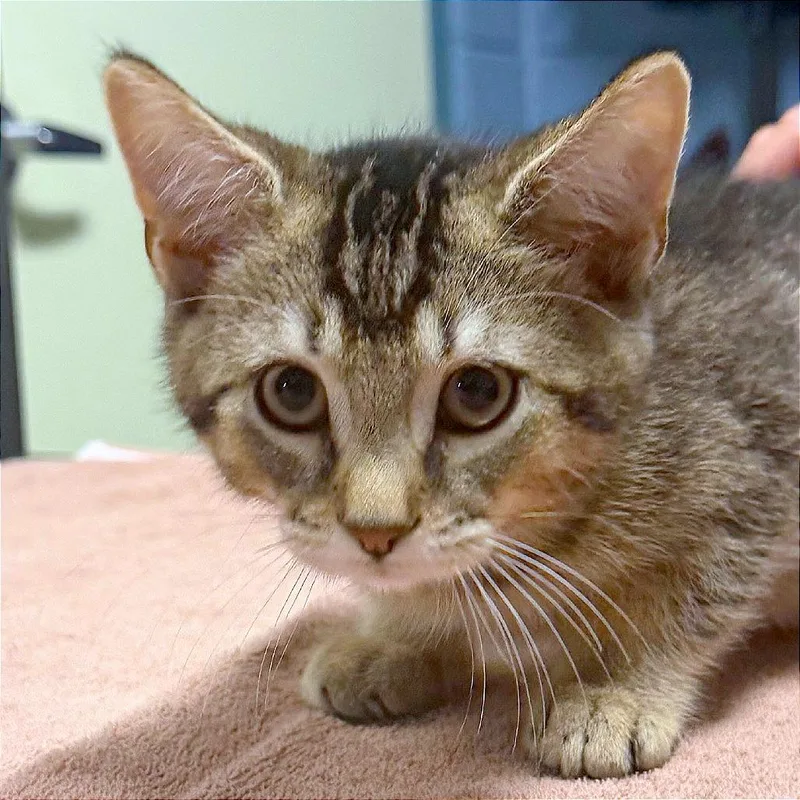 A baby small-sized male Domestic Short Hair cat named Rocking Chair for adoption in Providence, RI