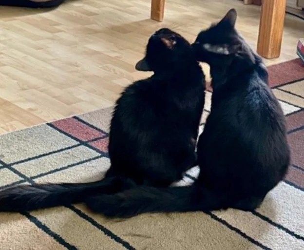 A young medium-sized female Black Domestic Short Hair cat named Sable and Cacao for adoption in Anchorage, AK
