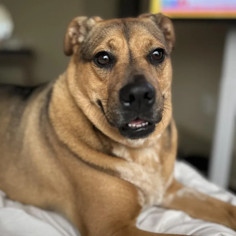 An adult medium-sized female Black Mouth Cur dog named Olive for adoption in Mandeville, LA