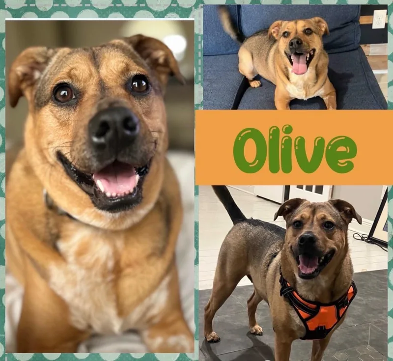 Olive thumbnail 2