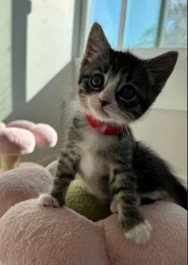 A baby medium-sized female Tabby (Gray / Blue / Silver) Domestic Short Hair cat named Eleven for adoption in oceanside, CA