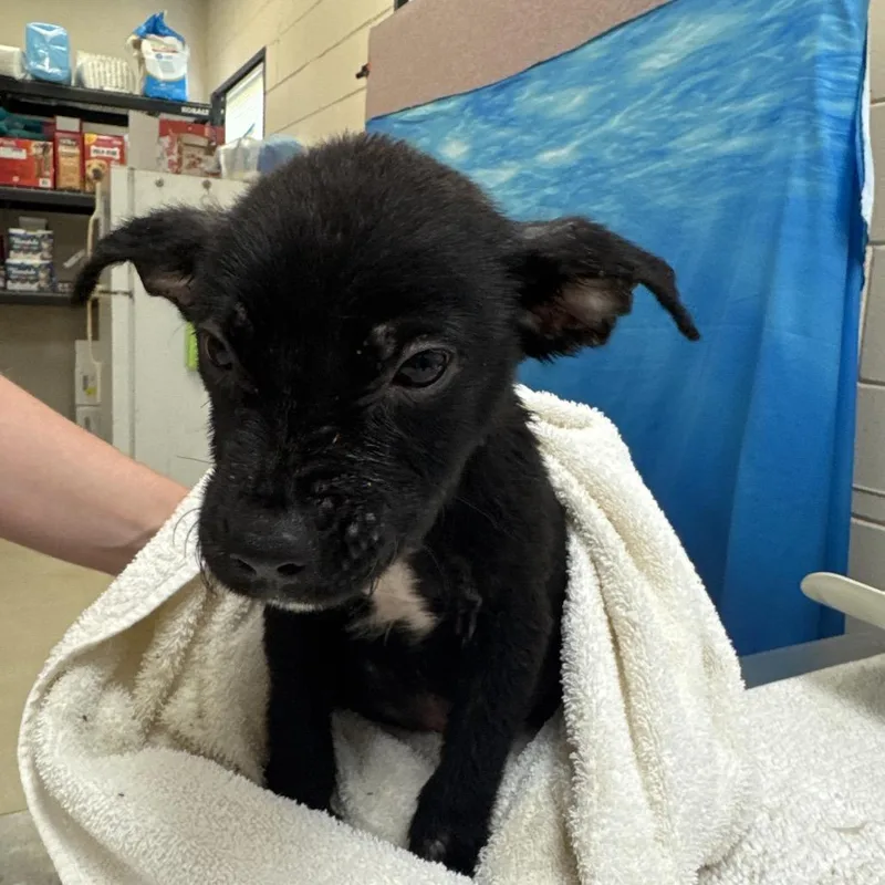 A baby medium-sized male Black Mixed Breed dog named Luke for adoption in Englewood, FL