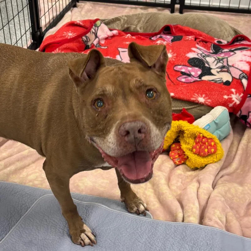 A senior medium-sized female Red / Chestnut / Orange Pit Bull Terrier dog named Luna A for adoption in Mission Hills, CA