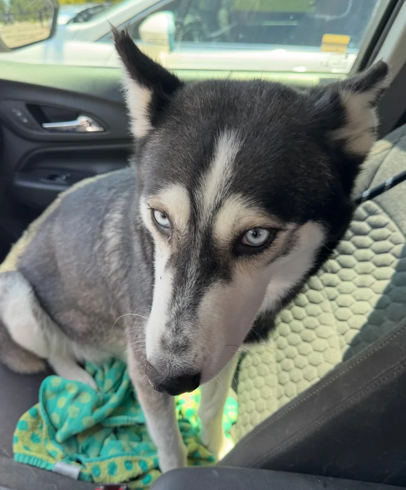 Bluebell thumbnail 2