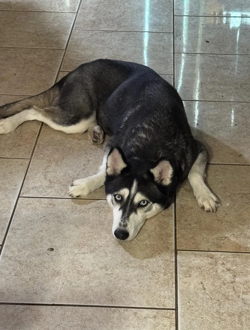 Bluebell thumbnail 3