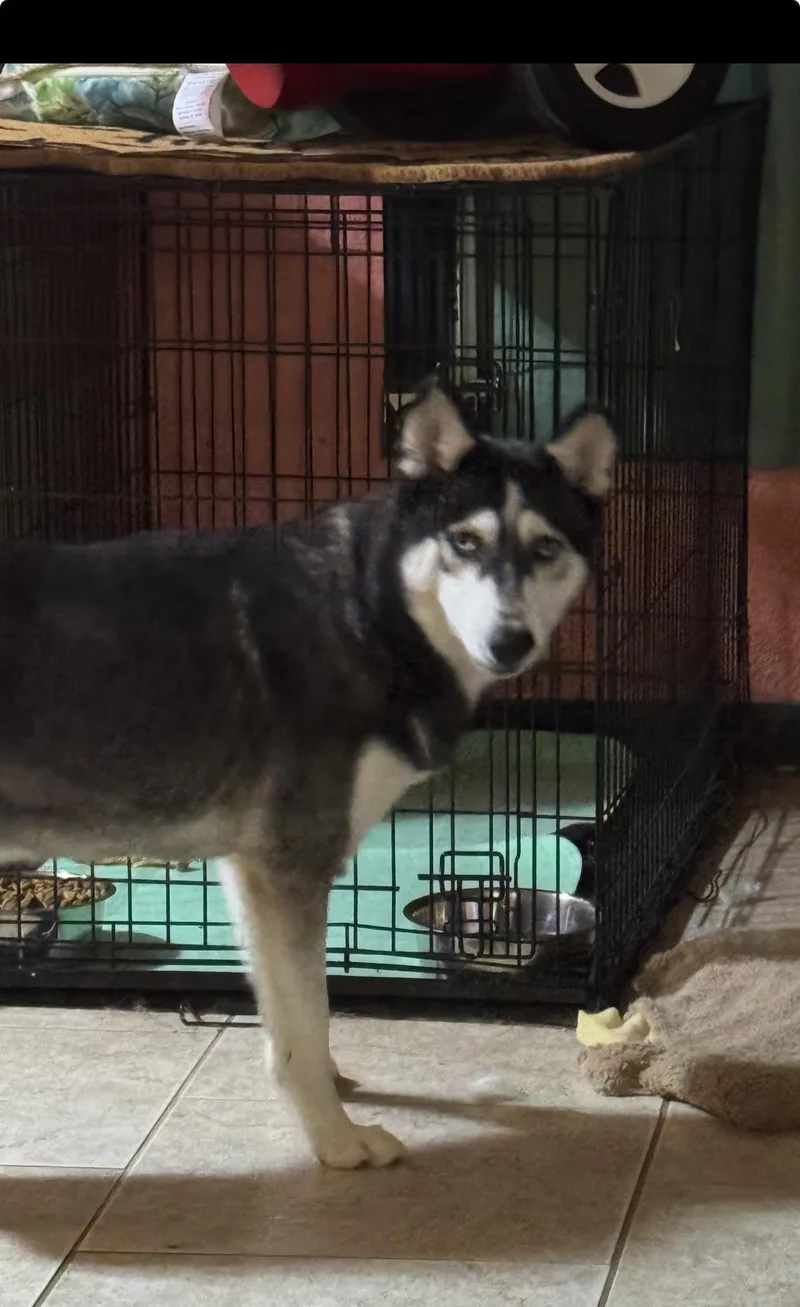 Bluebell thumbnail 4