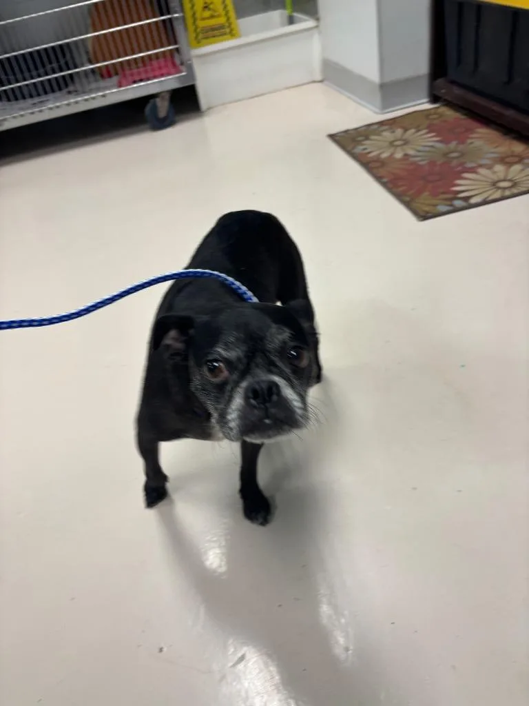 A senior small-sized female Boston Terrier dog named Bonnie Barker for adoption in Belton, TX
