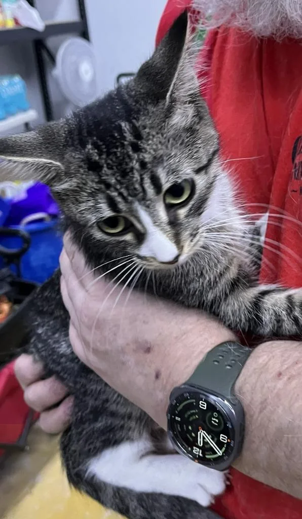A baby medium-sized male Domestic Short Hair cat named Boots for adoption in St. Cloud, MN