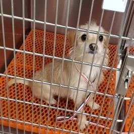 An adult small-sized female White / Cream Yorkshire Terrier dog named Pelona for adoption in Saint John, IN