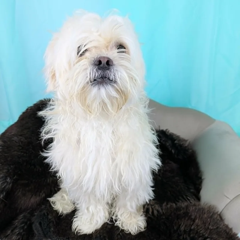 Teddy thumbnail 3
