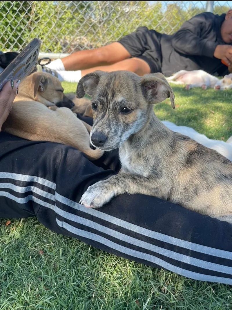 A baby small-sized male Brindle Chiweenie dog named Tigger for adoption in Plano, TX