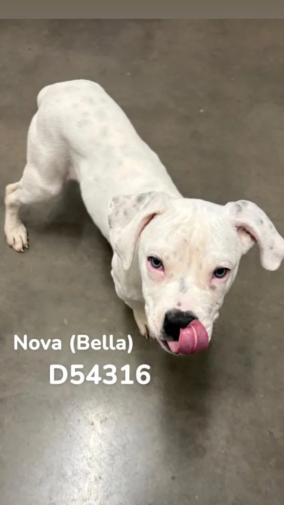 A baby small-sized female American Staffordshire Terrier dog named Nova for adoption in Clarksville, TN