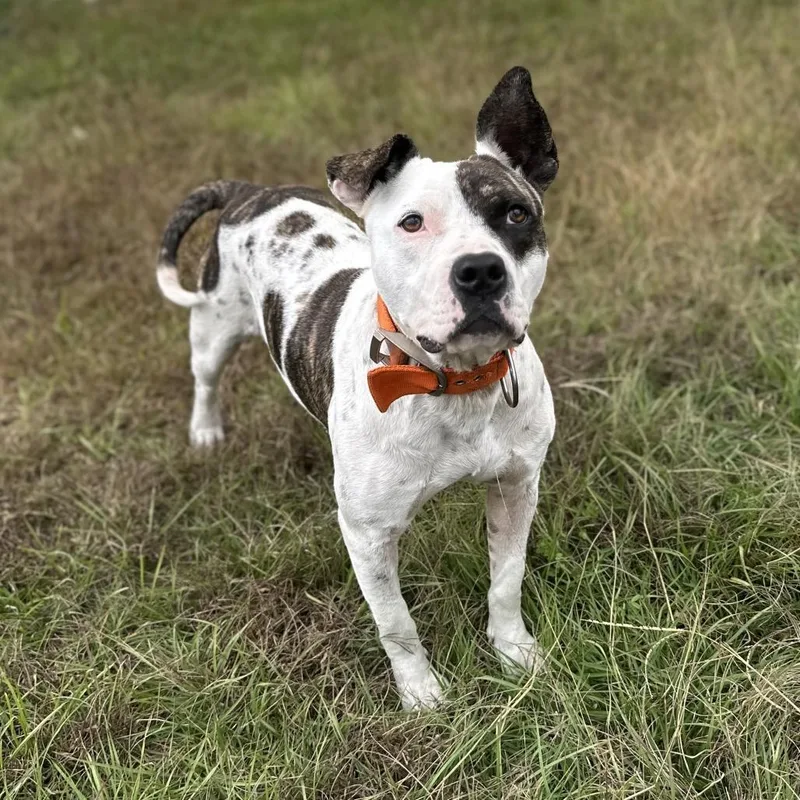 An adult medium-sized female White / Cream Mixed Breed dog named Blessed for adoption in LOXAHATCHEE, FL