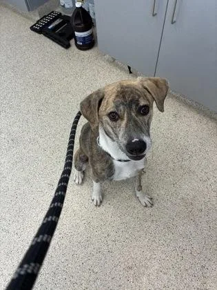 An adult medium-sized male Mixed Breed dog named Kirby for adoption in Lafayette, IN