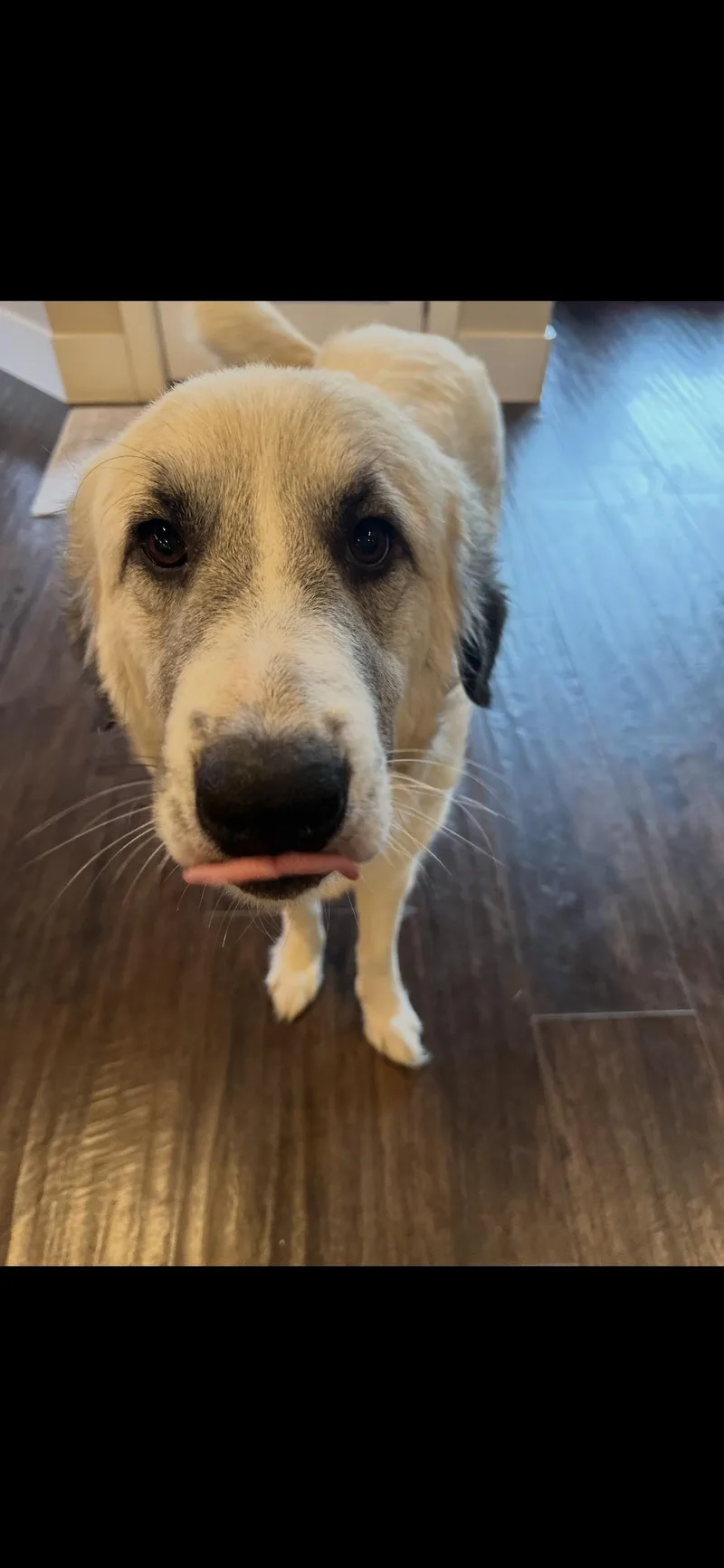 An adult large-sized female Great Pyrenees dog named Honeycrisp Htx for adoption in Quinlan, TX