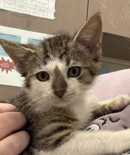 A baby small-sized male Domestic Short Hair cat named Flea for adoption in Fishers, IN