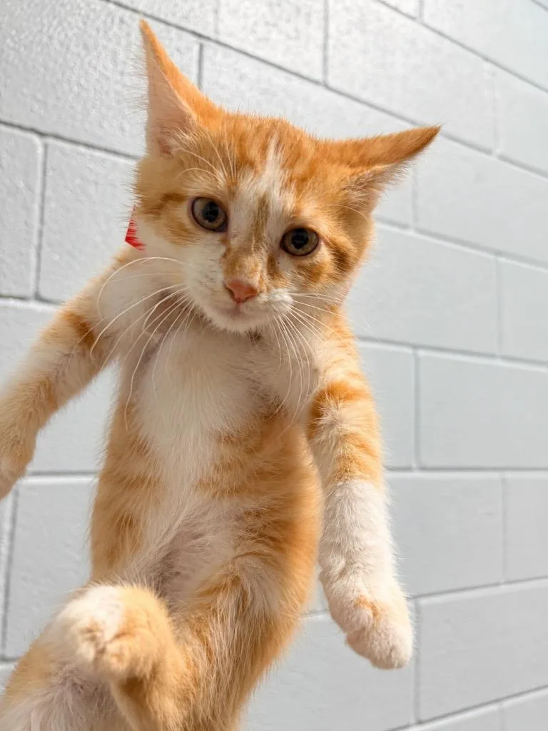 A baby medium-sized female Domestic Short Hair cat named Squirtle for adoption in Huntington, IN