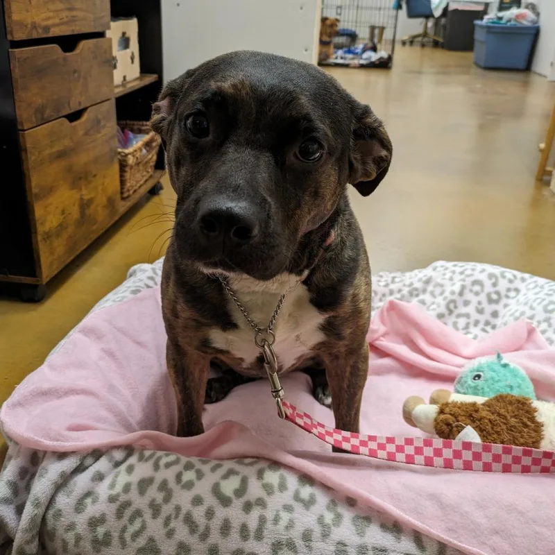 An adult medium-sized female Brindle Pit Bull Terrier dog named Sarah for adoption in Covington, GA