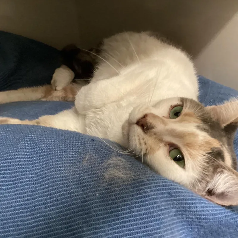 An adult medium-sized female Calico Domestic Short Hair cat named Sugar Plum for adoption in Redwood City, CA
