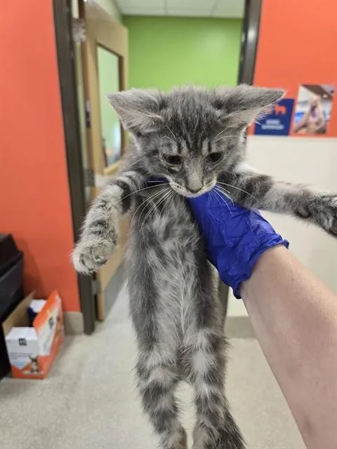 A baby small-sized female Domestic Short Hair cat named Lopez for adoption in Louisville, KY