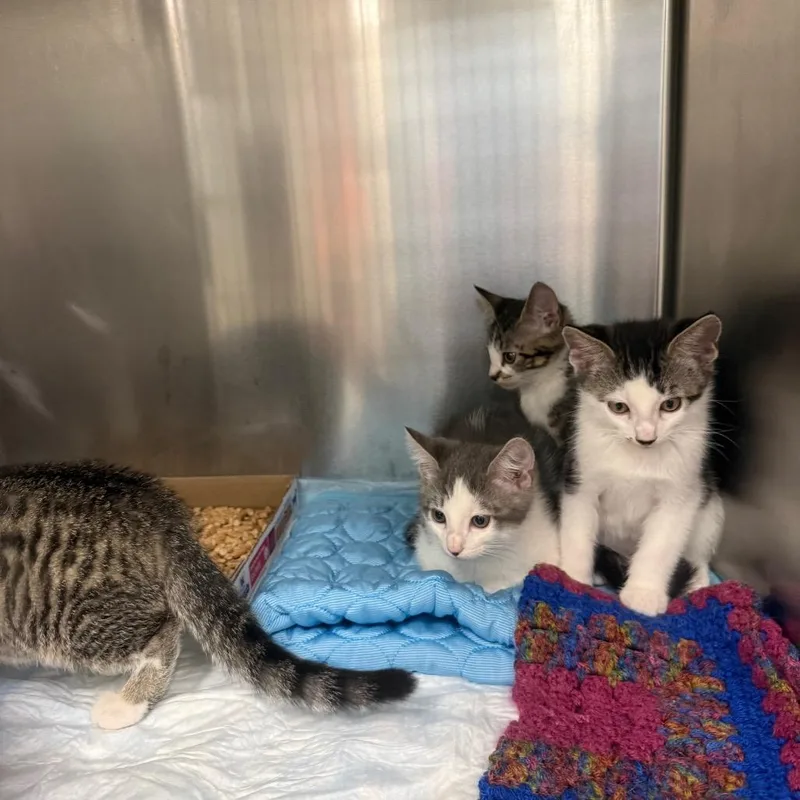 A baby small-sized male White Domestic Short Hair cat named Horned Lizard for adoption in Westminster, CA
