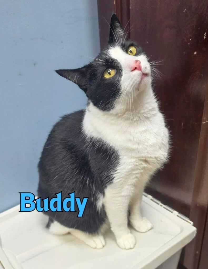 A senior medium-sized male Domestic Short Hair cat named Buddy for adoption in Rome, GA