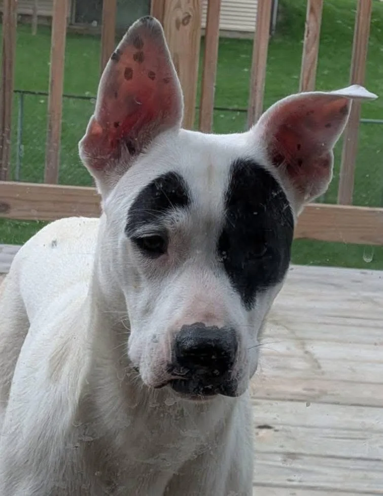 A baby medium-sized female Mixed Breed dog named Queen for adoption in Charlotte, MI