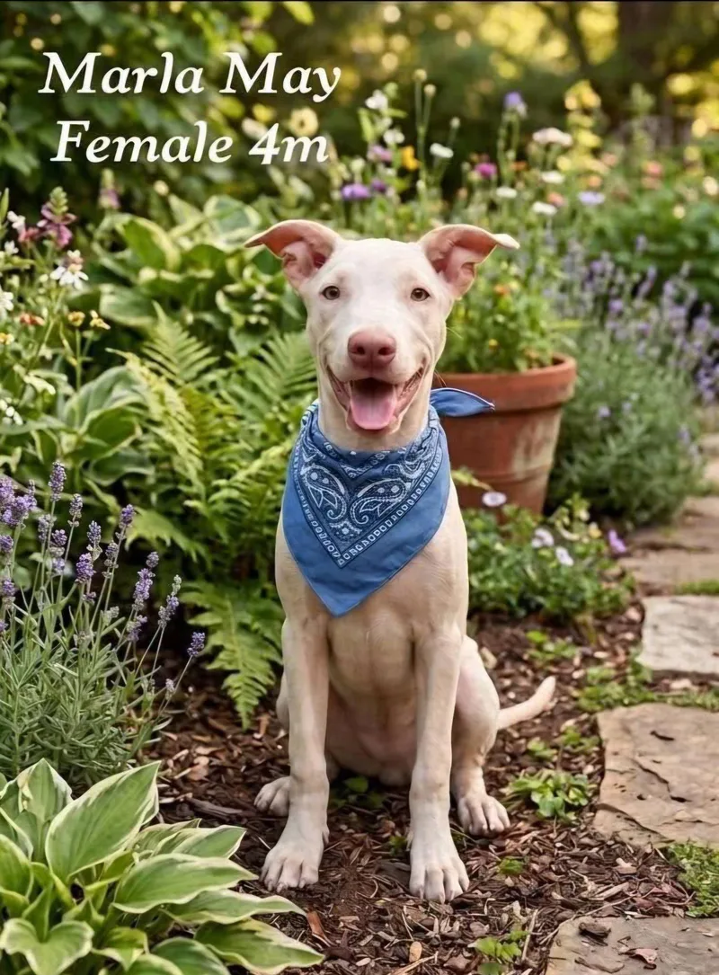 A baby medium-sized female Ibizan Hound dog named Marla May for adoption in Fort Worth, TX
