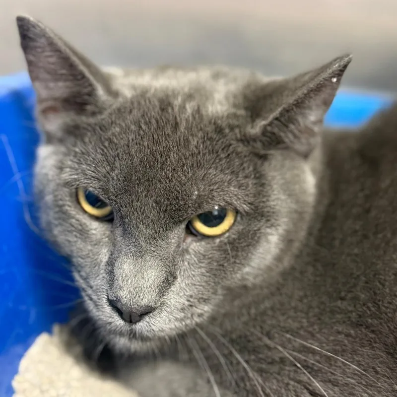 A young small-sized male Gray / Blue / Silver Domestic Short Hair cat named Jafar for adoption in Casa Grande, AZ