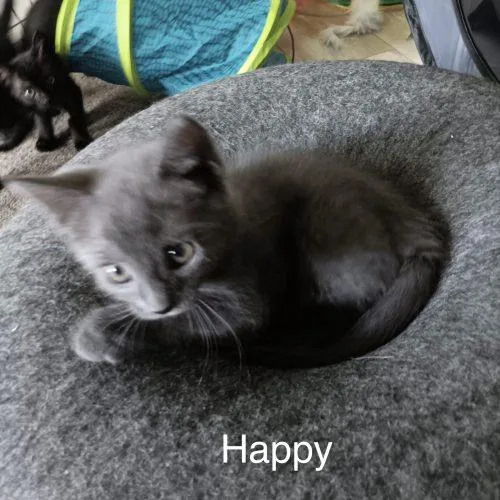 Happy