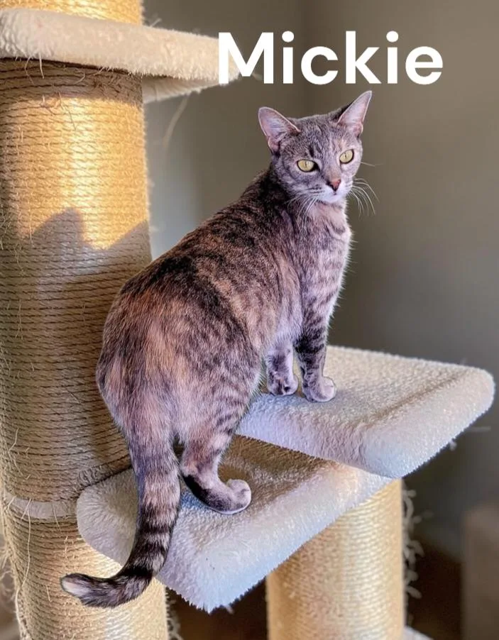 An adult medium-sized female Dilute Tortoiseshell cat named Mickie for adoption in Weems, VA