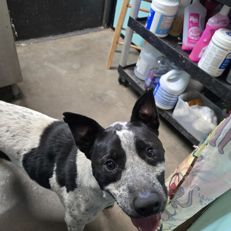 An adult medium-sized male Australian Cattle Dog / Blue Heeler dog named Oreo for adoption in Graham, TX