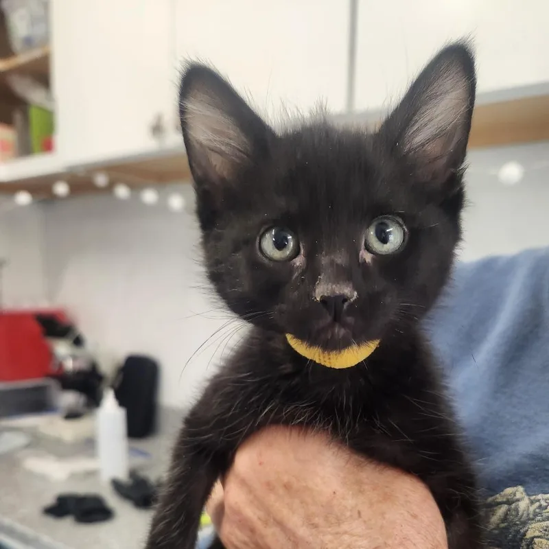 A baby small-sized male Black Domestic Short Hair cat named Fruit Bat for adoption in Pullman, WA
