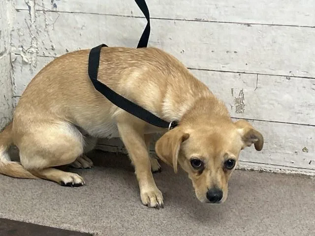 A young small-sized female Chihuahua dog named Chloe for adoption in San Bernardino, CA