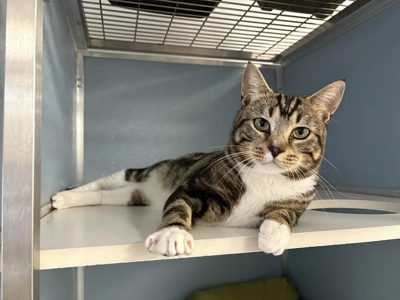 An adult medium-sized male Domestic Short Hair cat named Striker for adoption in Milltown, NJ