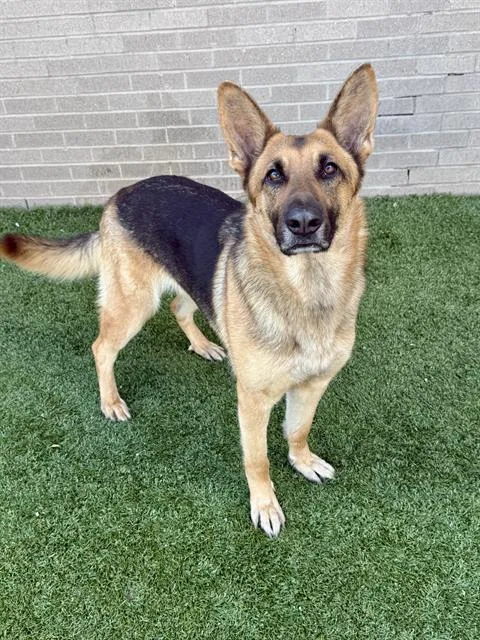 An adult large-sized female Mixed Breed dog named Chula for adoption in Dallas, TX