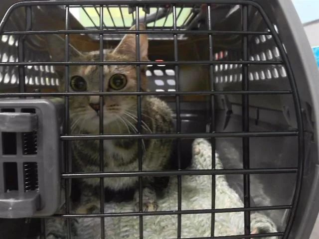 A young medium-sized female Domestic Short Hair cat named A for adoption in Omaha, NE